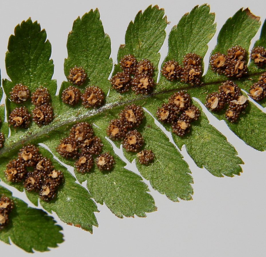 Image of Dryopteris filix-mas specimen.