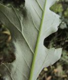 Cirsium setosum