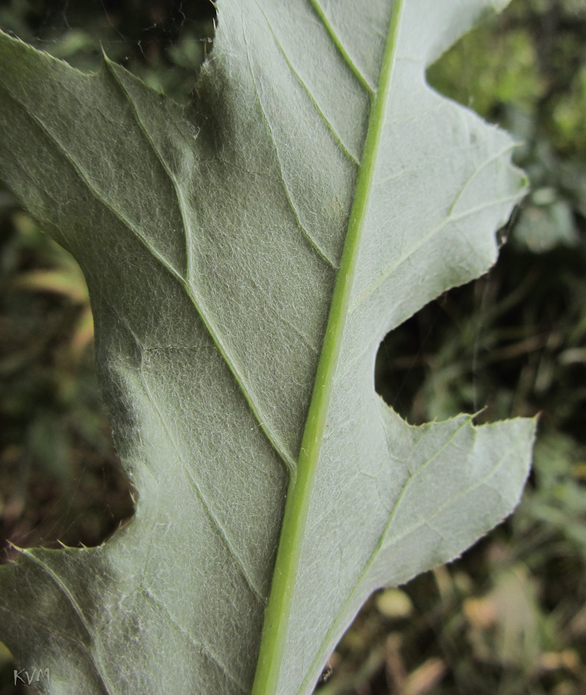 Image of Cirsium setosum specimen.