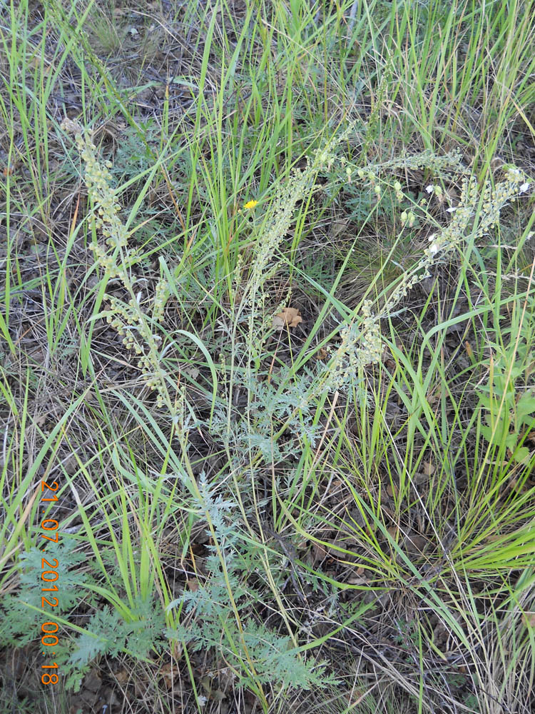 Изображение особи Artemisia armeniaca.