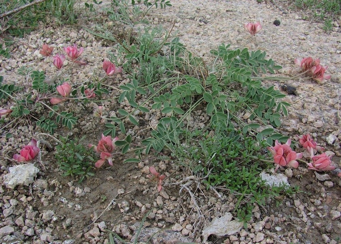 Image of Hedysarum bectauatavicum specimen.