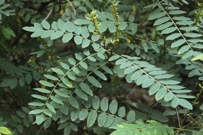 Изображение особи Sophora flavescens.