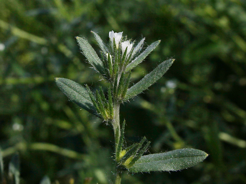 Изображение особи Buglossoides arvensis.