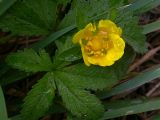 Potentilla reptans. Раскрывающийся бутон. Киев, луг возле Святошинских озёр. 18 июня 2008 г.