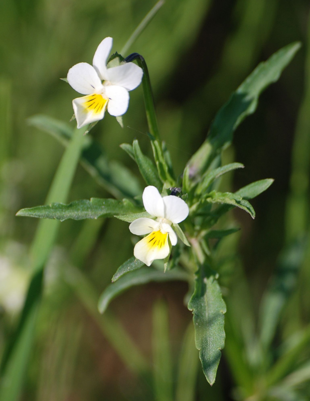 Image of Viola arvensis specimen.