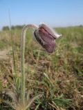 Pulsatilla pratensis