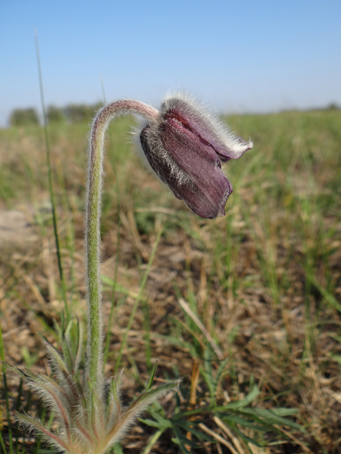 Изображение особи Pulsatilla pratensis.