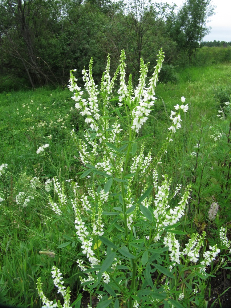 Image of Melilotus albus specimen.