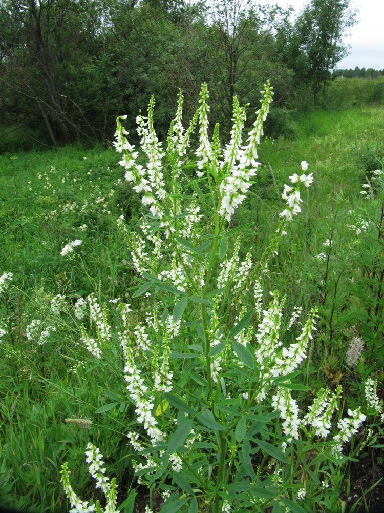 Изображение особи Melilotus albus.