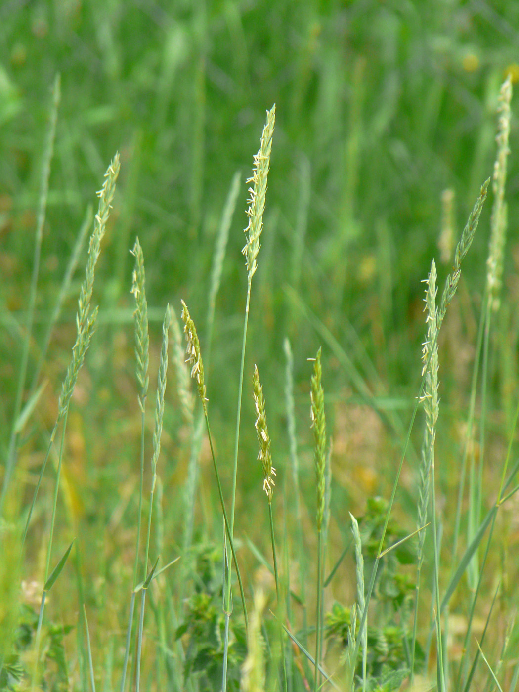 Image of Elytrigia repens specimen.