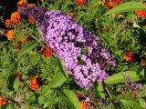 Buddleja davidii