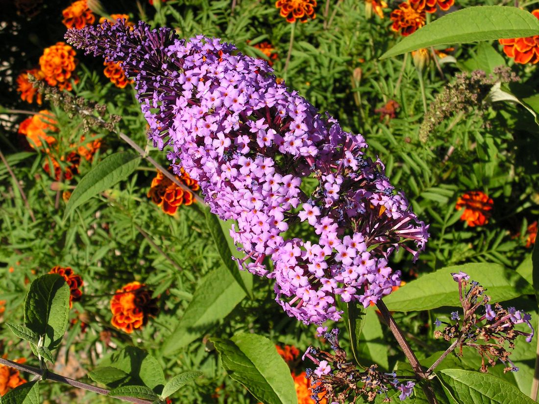 Изображение особи Buddleja davidii.