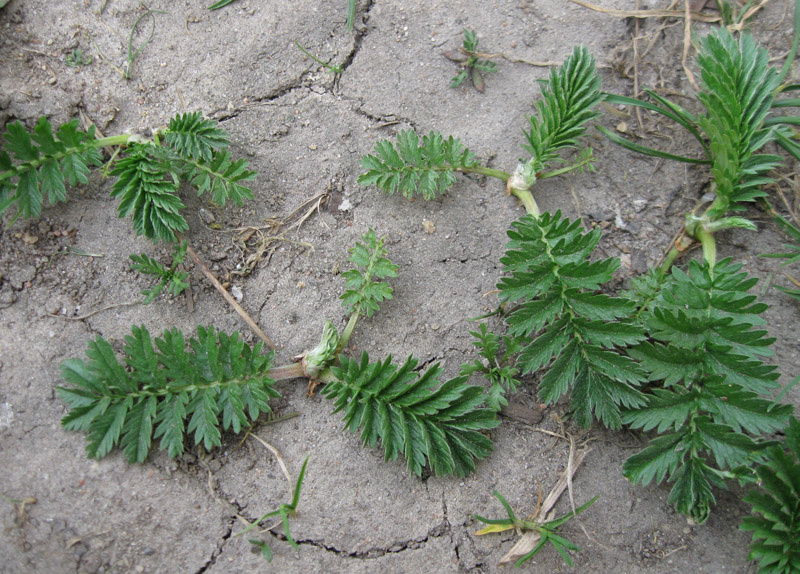 Image of Potentilla anserina specimen.