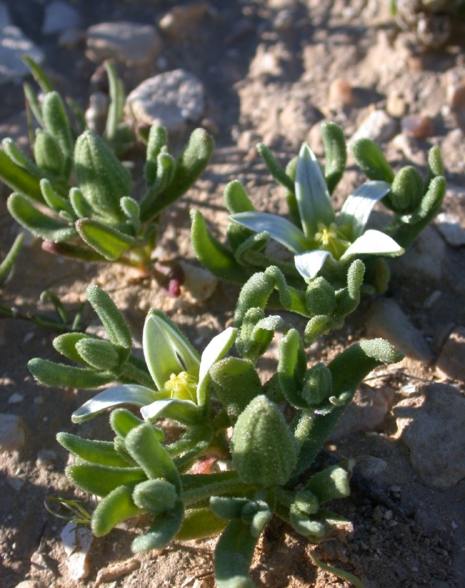 Изображение особи Aizoon hispanicum.