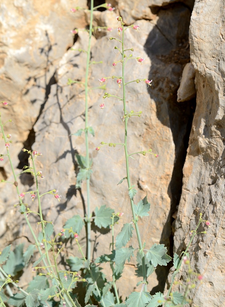Image of Scrophularia libanotica specimen.