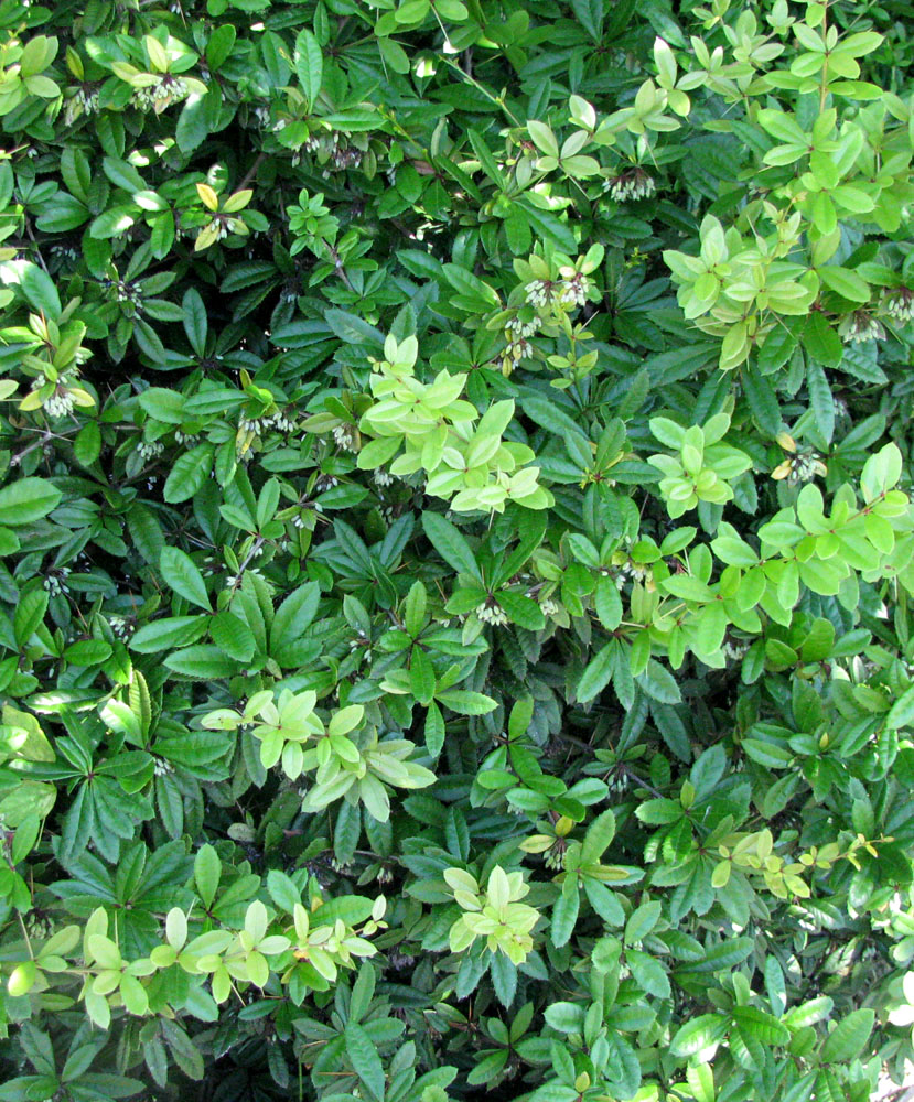 Image of genus Berberis specimen.