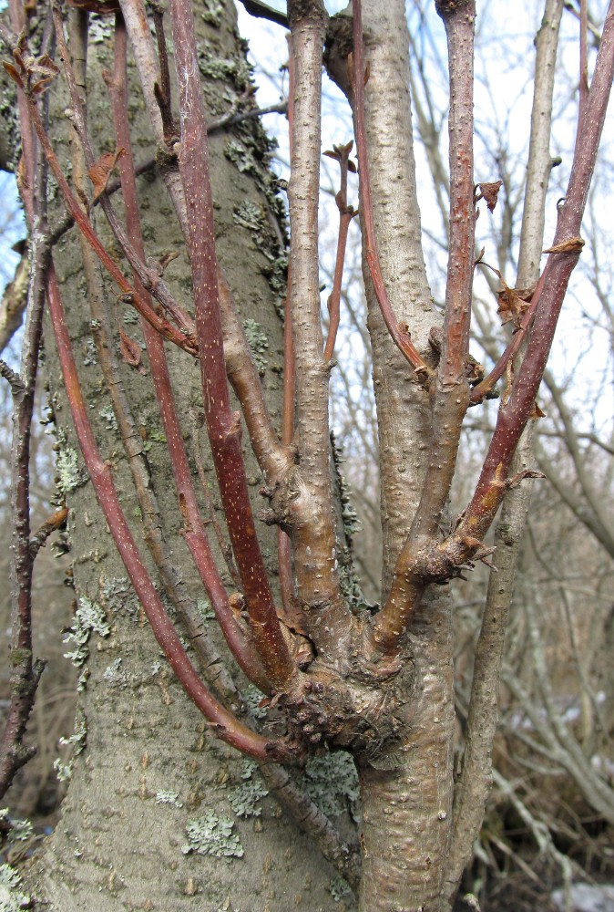 Image of Alnus incana specimen.