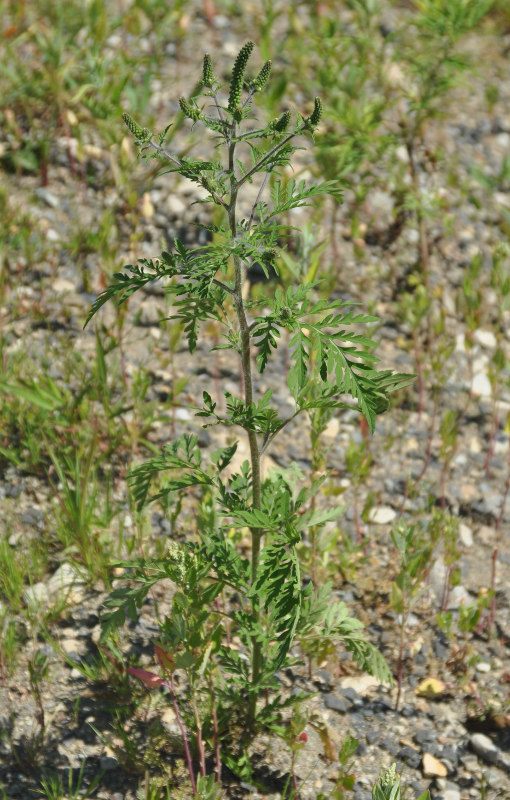 Изображение особи Ambrosia artemisiifolia.