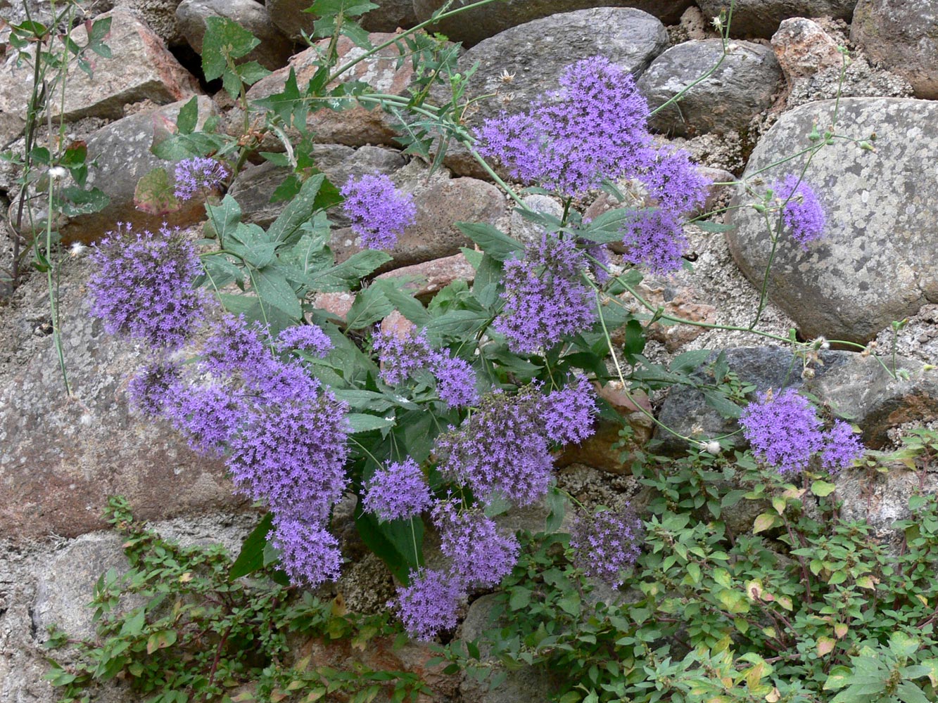 Изображение особи Trachelium caeruleum.