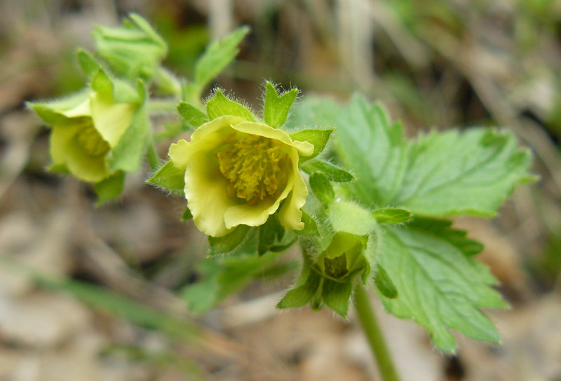 Изображение особи Potentilla geoides.