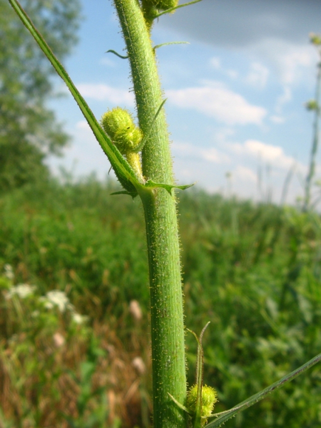 Изображение особи Sonchus palustris.