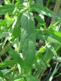 Epilobium hirsutum