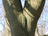 Acer ginnala. Вилковидное разветвление скелетной ветви. Германия, г. Кемпен, в городском саду. 05.03.2013.