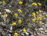 Helianthemum georgicum