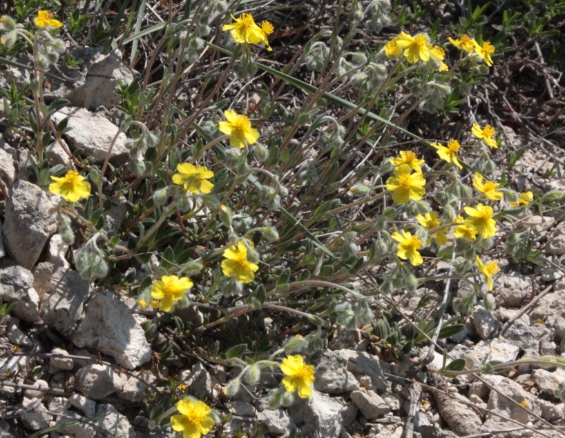 Image of Helianthemum georgicum specimen.