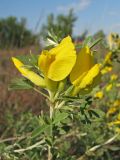 Chamaecytisus borysthenicus. Верхушка побега с соцветием. Украина, Луганская обл, Славяносербский р-н, отделение \"Трехизбенская степь\" Луганского природного заповедника. 06.05.2013.