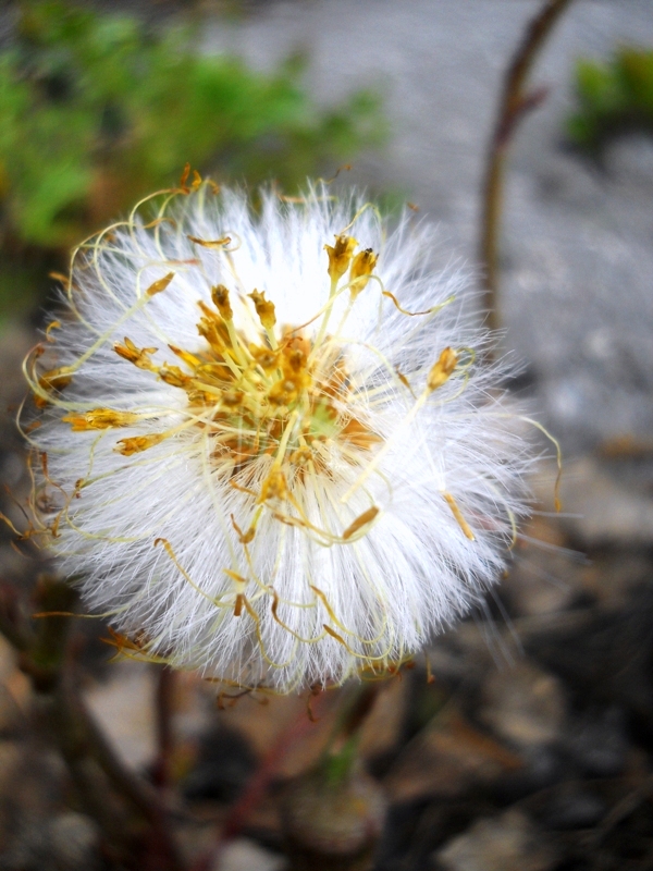 Изображение особи Tussilago farfara.