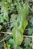 Arum elongatum