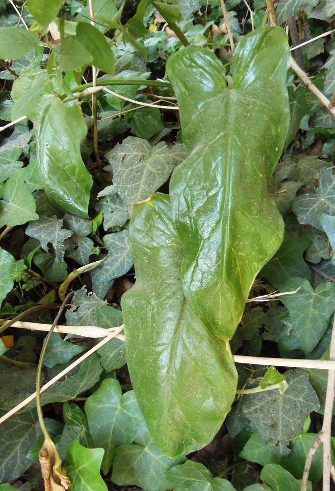 Изображение особи Arum elongatum.