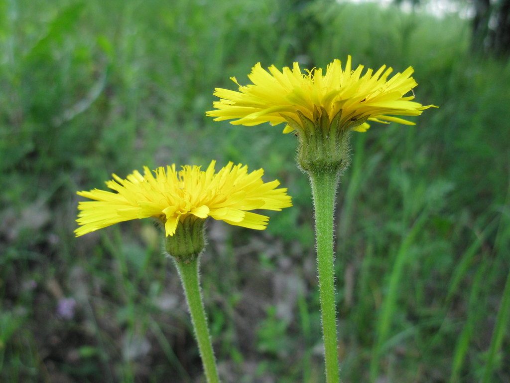 Изображение особи Leontodon hispidus.