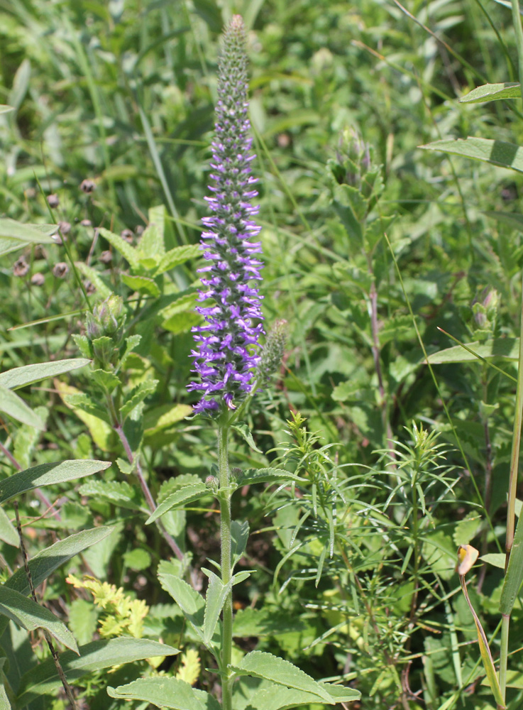 Image of Veronica spicata specimen.