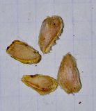 Dovyalis caffra