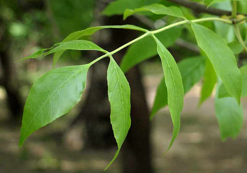 Изображение особи Fraxinus excelsior.