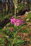 Chamaenerion angustifolium. Верхушка побега с соцветием. Крым, окр. Ялты, склоны горы Лапата, сосновый лес. 29 июня 2013 г.