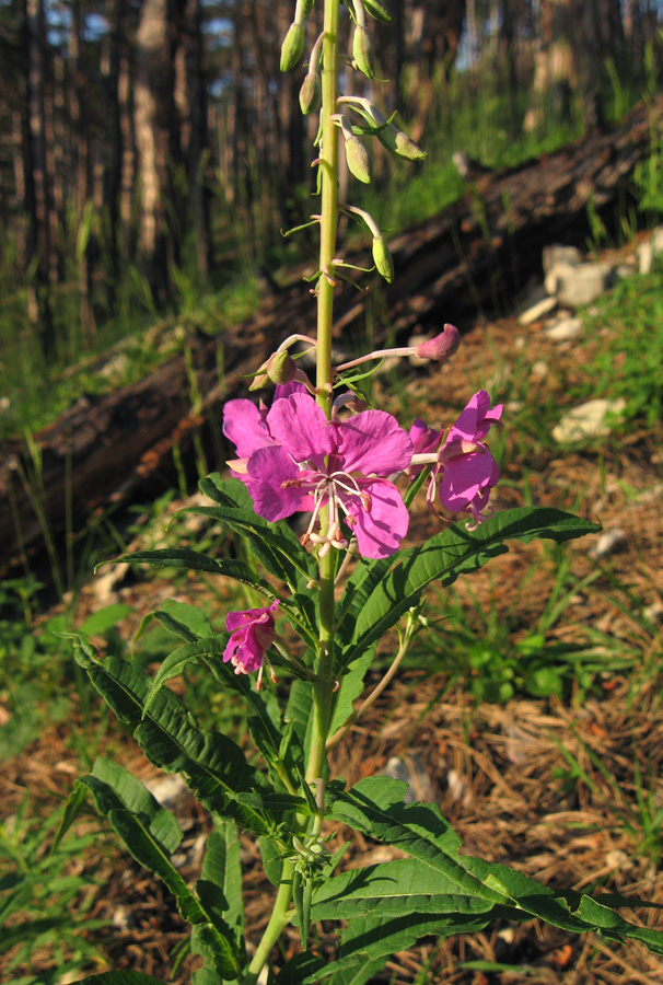 Image of Chamaenerion angustifolium specimen.