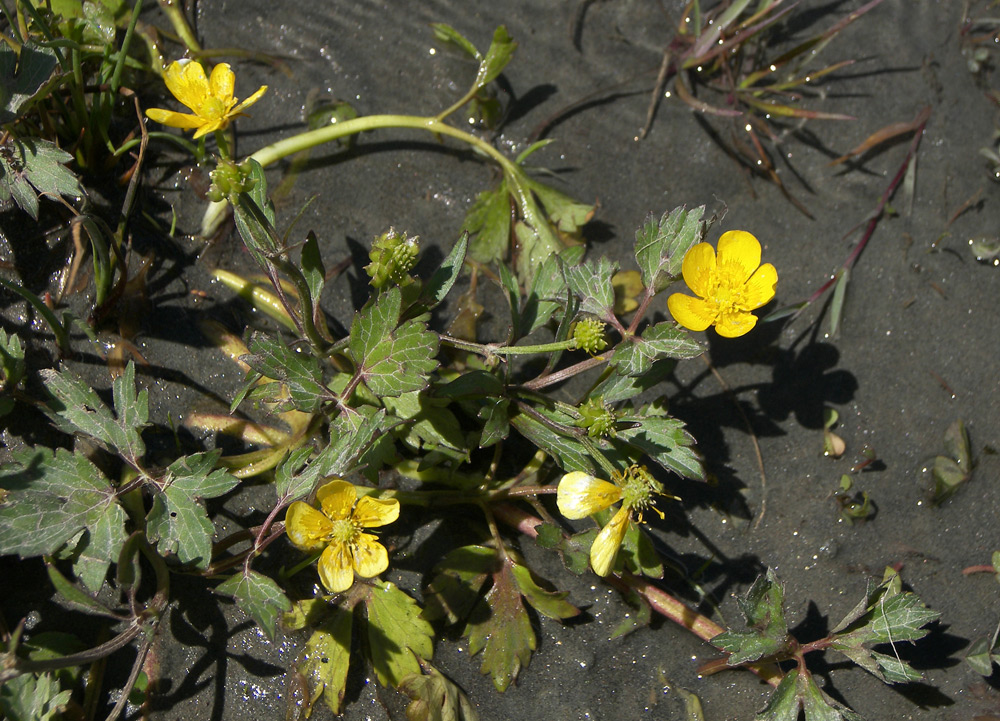 Изображение особи Ranunculus repens.