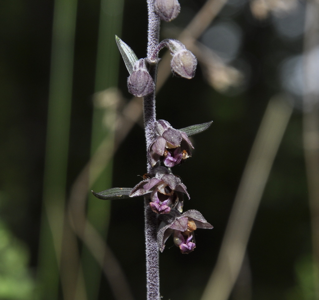 Изображение особи Epipactis atrorubens ssp. subclausa.