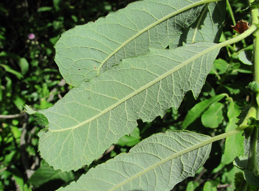 Image of Salix cinerea specimen.