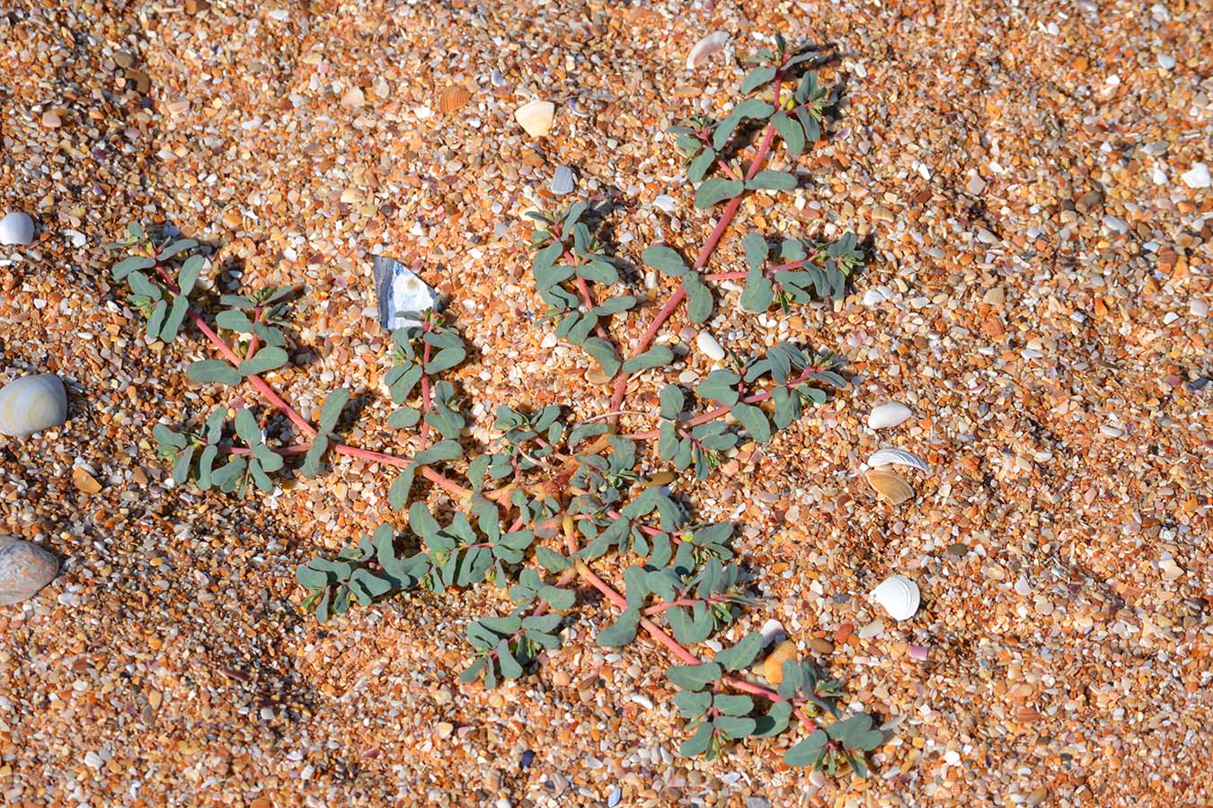 Image of Euphorbia peplis specimen.