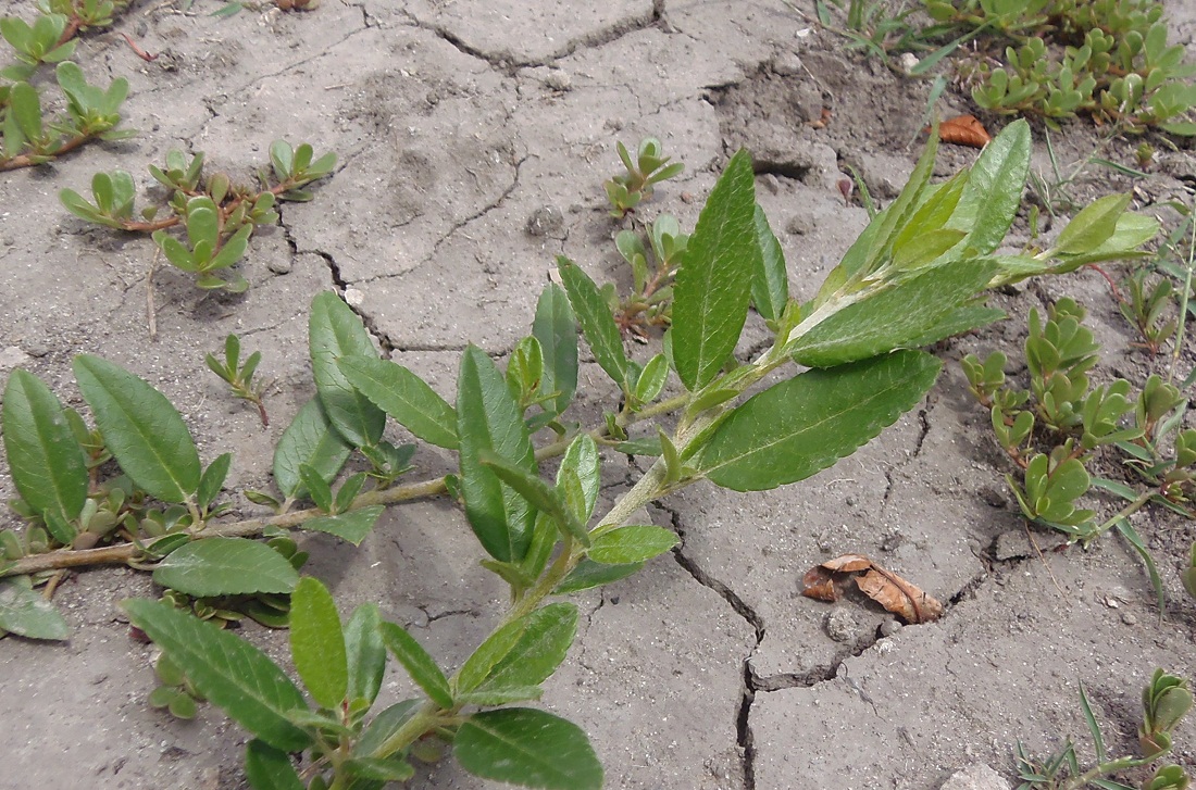 Image of Pyracantha coccinea specimen.