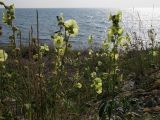 Alcea rugosa