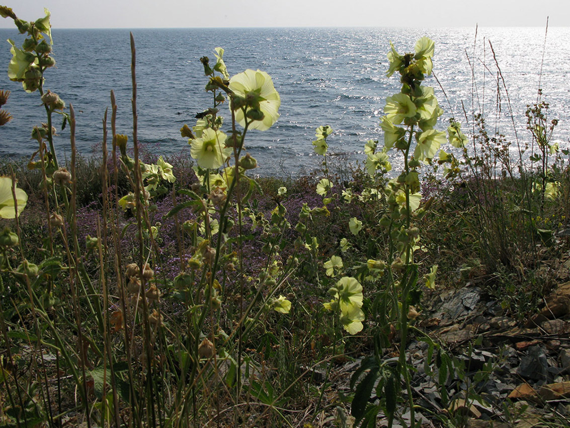 Image of Alcea rugosa specimen.