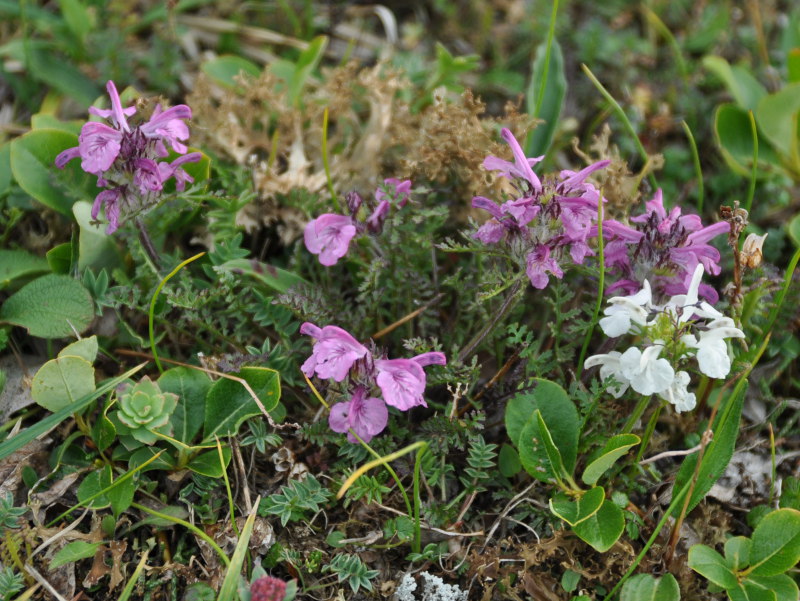 Изображение особи Pedicularis amoena.