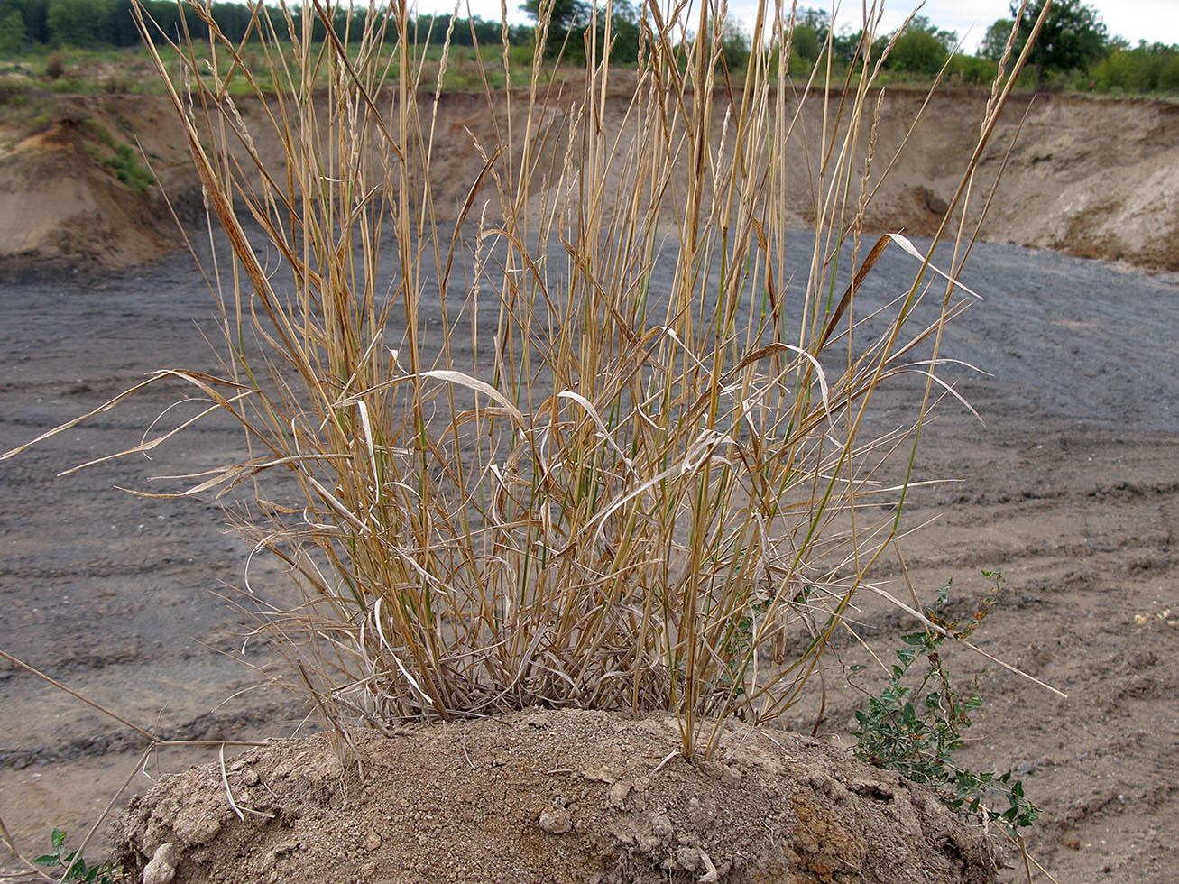 Изображение особи Elytrigia obtusiflora.