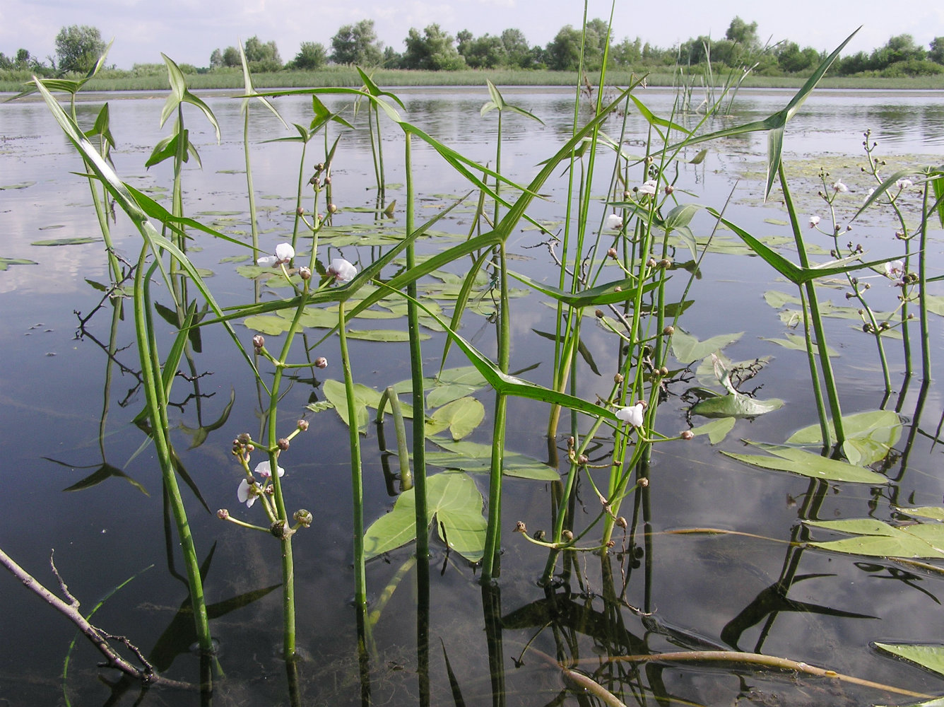 Изображение особи Sagittaria sagittifolia.