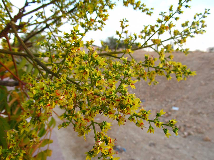 Изображение особи Koelreuteria bipinnata.